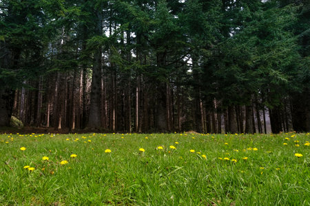 flowery meadow and dense forest of fir trees that meet in a perfect rule of thirdsの写真素材