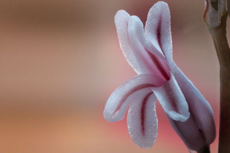 macro photography of a small succulent flowerの写真素材