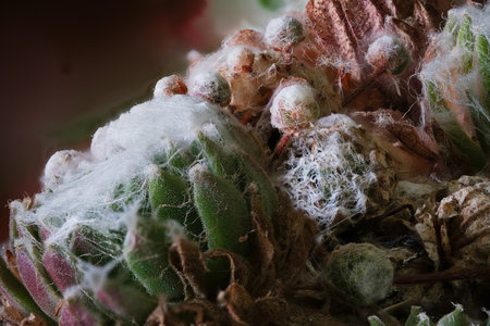macro photography hairy succulent plant