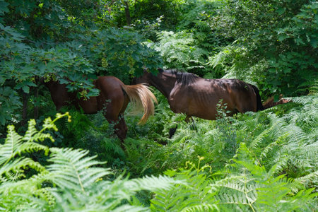 group of horses in the mountain area of the majallaの写真素材