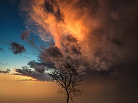 orange sunset with tree in backlightの写真素材