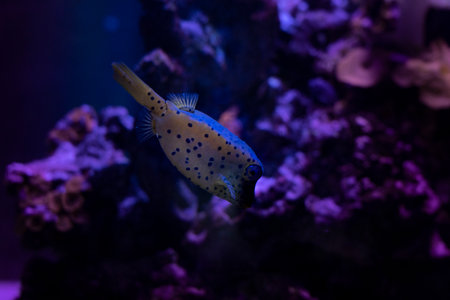 a specimen of ostracion lentiginosum or called box fish
