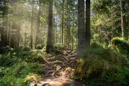 path through a fir forest with sun rays