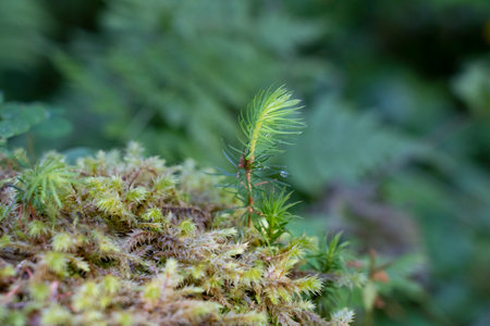 small newborn fir tree in the undergrowthの写真素材