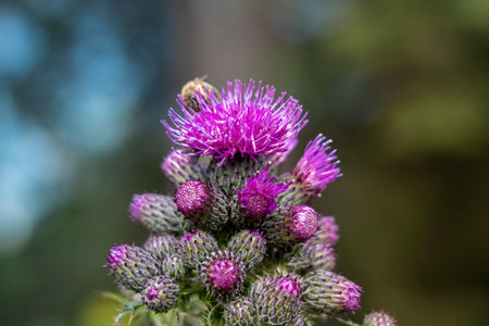 carduus crispus flowers with a bee above