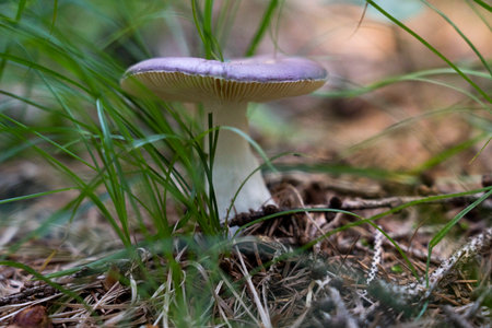 wild purple mushroom born in a meadowの写真素材