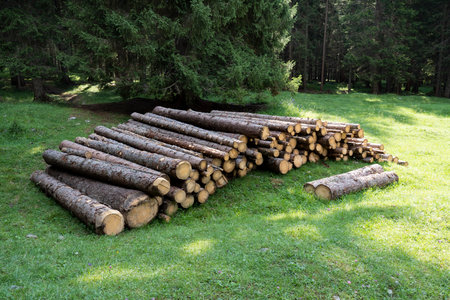 fir logs stacked on the ground for sale