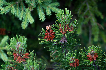 young fir branches in bloom