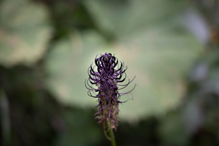 enlargement of the phyteuma spicatum flowerの写真素材