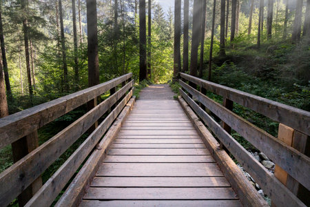 wooden bridge inside a fir forest trentino alto adige italy