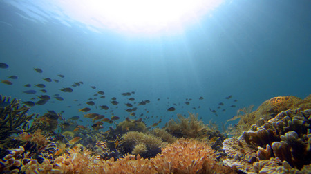 underwater landscape of coral reef Indonesia, Raja Ampat.