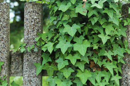 Green ivy leaves covering a concrete wall.の写真素材