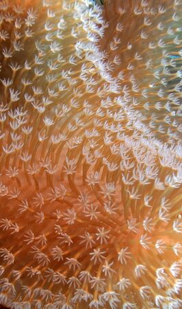 Close-up of soft coral Toadstool Leather Corals (Genus Sarcophyton). Maldives