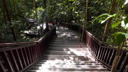 Trees grow up into the stairs of the Piaynemo natural park. Raja Ampat. Indonesia