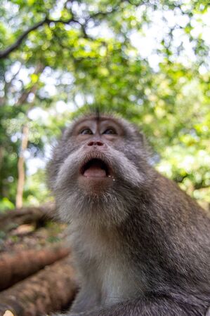 Crab-eating MacaqueÂ (Macaca fascicularis). Monkey in monkey-forest, Ubud,Bali,Indonesiaの写真素材