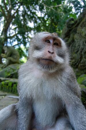 Crab-eating MacaqueÂ (Macaca fascicularis). Monkey in monkey-forest, Ubud,Bali,Indonesiaの写真素材