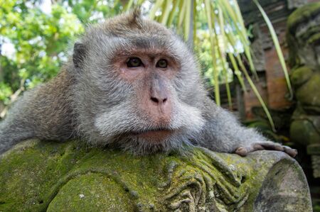 Crab-eating MacaqueÂ (Macaca fascicularis). Monkey in monkey-forest, Ubud,Bali,Indonesia