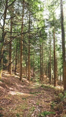 Forest Landscape. View of the Forest of Dean. Monmouthshire, UKの写真素材
