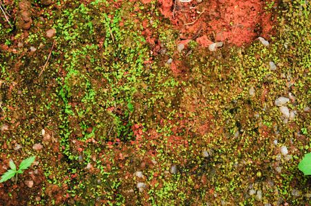 Green moss surface on the red soil - Nature Backgroundの写真素材
