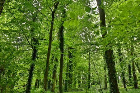 Lush vegetation in springtime in a green forest in England. Background