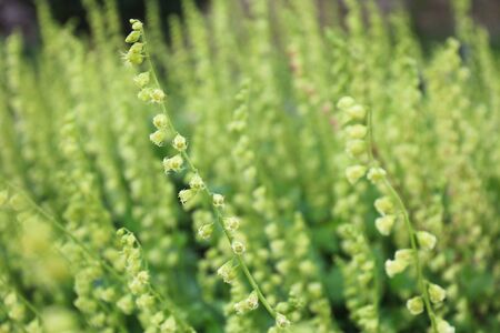 Fringe Cups (Tellima grandiflora). Green flower background in springtime.