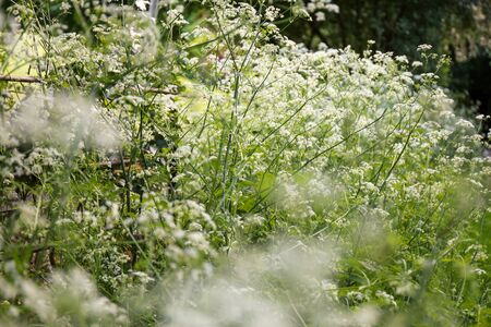 White flowers of Cow Parsley (Anthriscus sylvestris).の写真素材