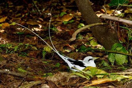 White-tailed Tropicbird (Phaethon lepturus) on the forest floor. seychellesの写真素材