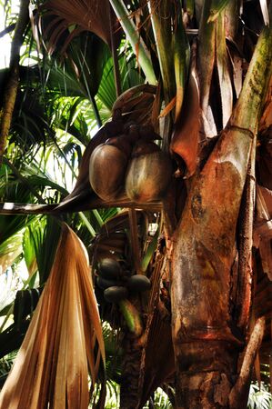 Giant fruit of coco de mer palm in the Vallee de Mai Nature Reserve, Baie Sainte Anne district, Island of Praslin, Seychellesの写真素材