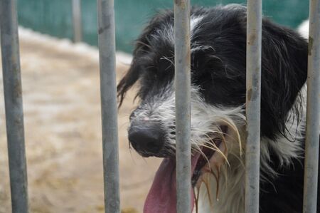 Dog behind in a cage in a shelter for homeless dogs.