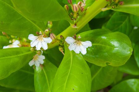 White tropical flowers of Beach Naupaka (Scaevola taccada)