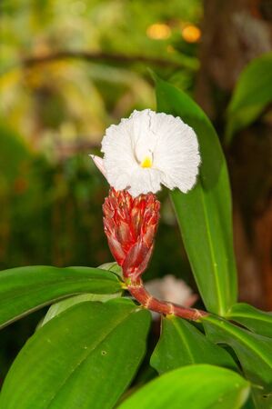 Beautiful white and red tropical flower of Crêpe Ginger (Hellenia speciosa)