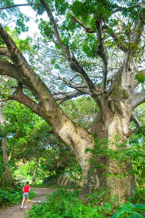 One person making jogging under a big Baobab tree (Adansonia digitata) La Digue island. seychellesの写真素材
