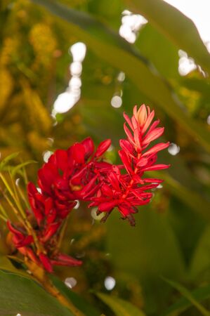 Beautiful red wild flower of Red Ginger (Alpinia purpurata) in Seychellesの写真素材