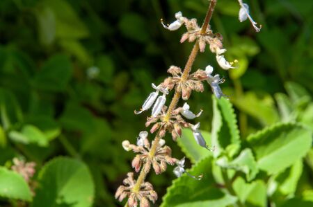 A beautiful purple tropical flower, Cuban Oregano (Plectranthus amboinicus). Seychelles.の写真素材