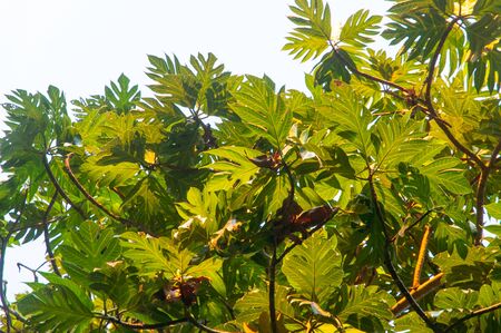 Tropical Breadfruit tree (Artocarpus altilis) during the sunset with yellow warm light.