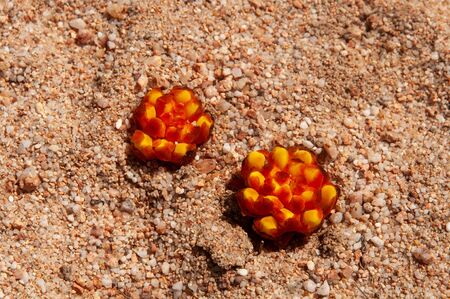Beautiful Mediterranean red wild flowers of plant Yellow Cytinus (Cytinus hypocistis). Vampirecups...