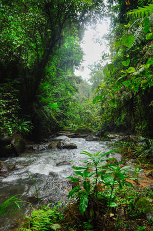 Beautiful river with black rocks passing through in the Indonesian jungleの写真素材