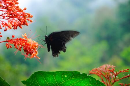 Beautiful tropical red flower Pagoda-Flower Clerodendrum paniculatum with a black Butterfly Great Mormon Swallowtail Papilio memnonの写真素材