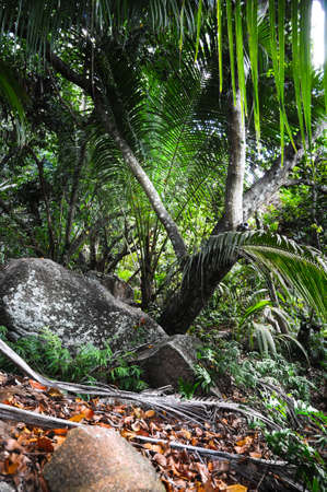 View of the rainforest with the tropical plantsの写真素材