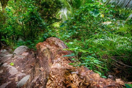 View of the rainforest with the tropical plantsの写真素材