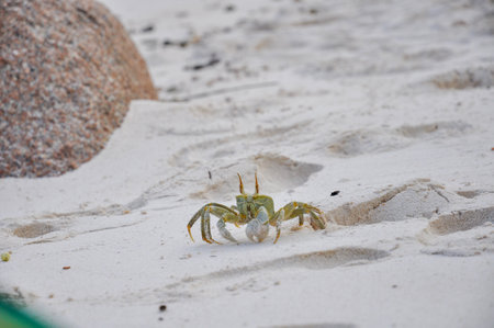 Horned Ghost Crab on the beach. Seychelles islandsの写真素材