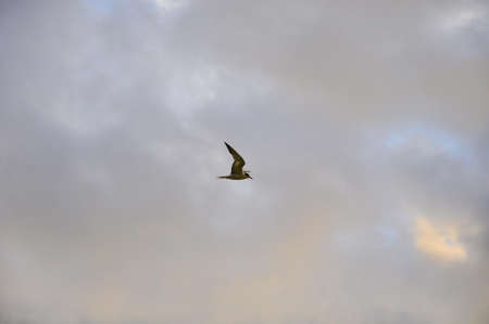 Sea bird in the middle of the sky