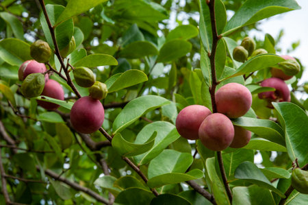 Red pink exotic fruits of Cocoplum (Chrysobalanus icaco)