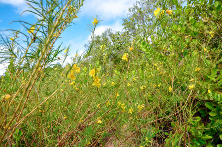 Yellow tropical flowers of Dicots grow wild