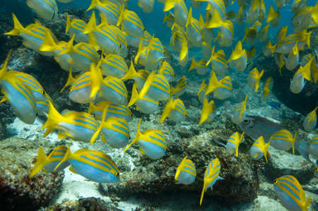 School of tropical yellow fish Bengal Snapper ( Lutjanus bengalensis ), Seychellesの写真素材