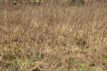Brown dry agricultural field, Meadow in autumn