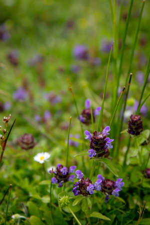 Purple wildflower Common Selfheal (Prunella vulgaris) Tribe Mentheaeの写真素材