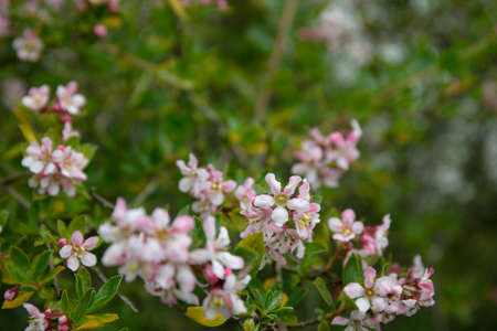 Pink wild flowering plant Redclaws (Escallonia Variegata)の写真素材