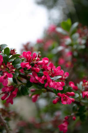 Pink wild flowering plant Redclaws (Escallonia rubra)の写真素材