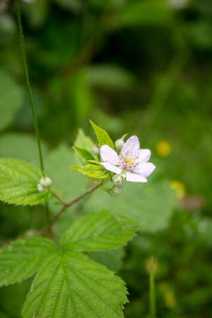 Wildflower of European Bramble Complex (Rubus fruticosus)